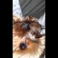 How to help Yorkie with gas problems