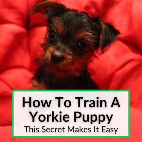 How to help Yorkie with new puppy training