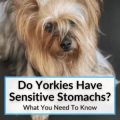 How to help Yorkie with sensitive stomach