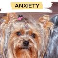 How to help Yorkie with separation anxiety