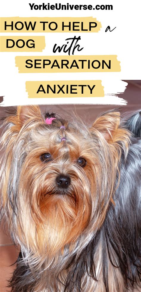 How to help Yorkie with separation anxiety