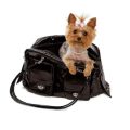 How to help Yorkie with travel anxiety