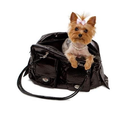 How to help Yorkie with travel anxiety