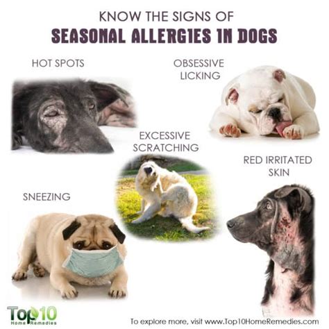 How to help Yorkie’s seasonal allergies