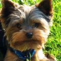 How to help a Yorkshire Terrier adjust to a new home