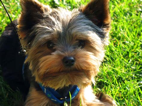 How to help a Yorkshire Terrier adjust to a new home