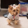 How to help a Yorkshire Terrier lose weight