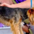 How to help a Yorkshire Terrier with a skin condition