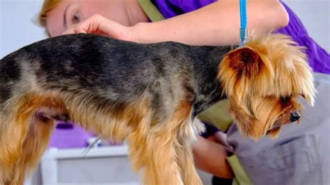 How to help a Yorkshire Terrier with a skin condition