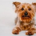 How to help a Yorkshire Terrier with allergies