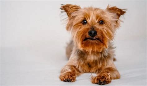 How to help a Yorkshire Terrier with allergies