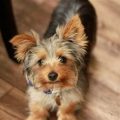 How to help a Yorkshire Terrier with behavioral issues