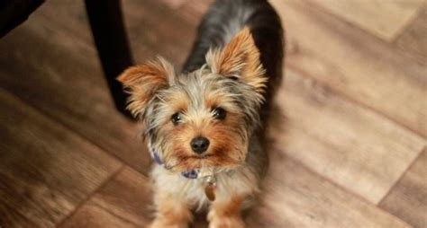 How to help a Yorkshire Terrier with behavioral issues