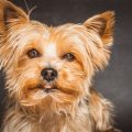 How to help a Yorkshire Terrier with ear infections