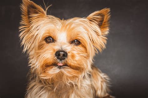 How to help a Yorkshire Terrier with ear infections