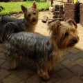 How to help a Yorkshire Terrier with joint problems