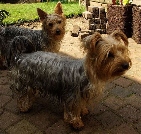 How to help a Yorkshire Terrier with joint problems