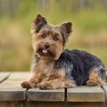 How to identify a good Yorkshire Terrier breeder