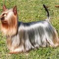 How to improve a Yorkshire Terrier’s coat shine