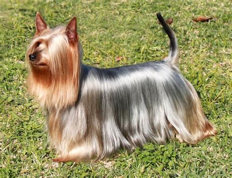 How to improve a Yorkshire Terrier’s coat shine