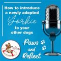 How to introduce Yorkie to other pets