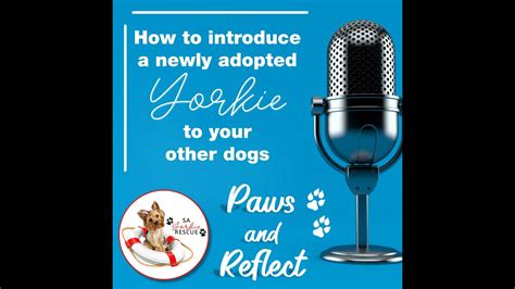 How to introduce Yorkie to other pets