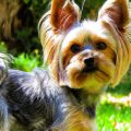 How to introduce a Yorkshire Terrier to children