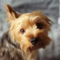 How to keep Yorkie engaged indoors