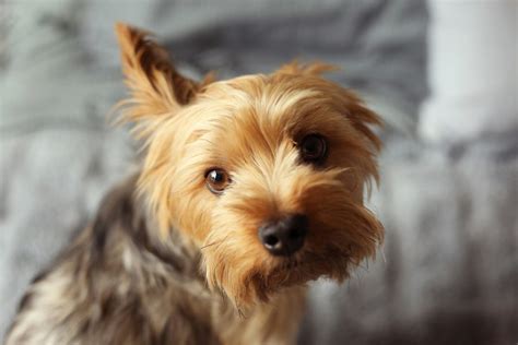 How to keep Yorkie engaged indoors