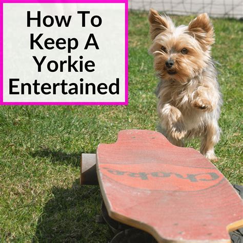 How to keep Yorkie entertained while alone