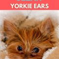 How to keep Yorkie’s ears clean