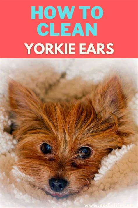 How to keep Yorkie’s ears clean