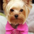 How to make Yorkie coat softer