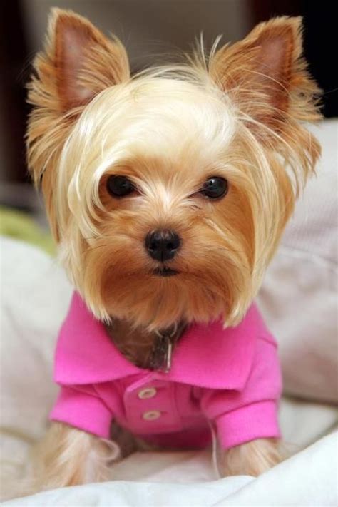 How to make Yorkie coat softer