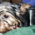 How to make Yorkie enjoy bath time