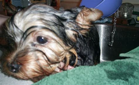 How to make Yorkie enjoy bath time