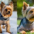 How to make Yorkie feel less anxious