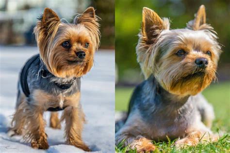 How to make Yorkie feel less anxious