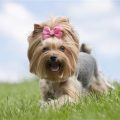 How to make Yorkie less fearful