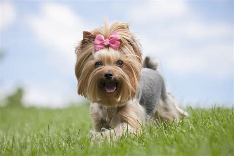 How to make Yorkie less fearful