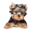 How to make Yorkie’s coat thicker