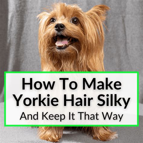 How to make Yorkie’s fur softer