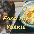 How to make Yorkshire Terrier food at home