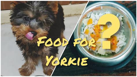 How to make Yorkshire Terrier food at home