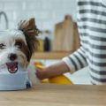 How to make Yorkshire Terrier treats at home