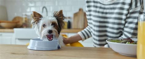 How to make Yorkshire Terrier treats at home