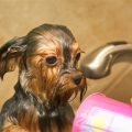 How to make a Yorkshire Terrier’s bath time enjoyable