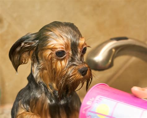 How to make a Yorkshire Terrier’s bath time enjoyable