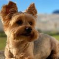 How to manage Yorkie’s shedding effectively