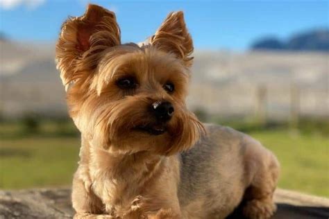 How to manage Yorkie’s shedding effectively